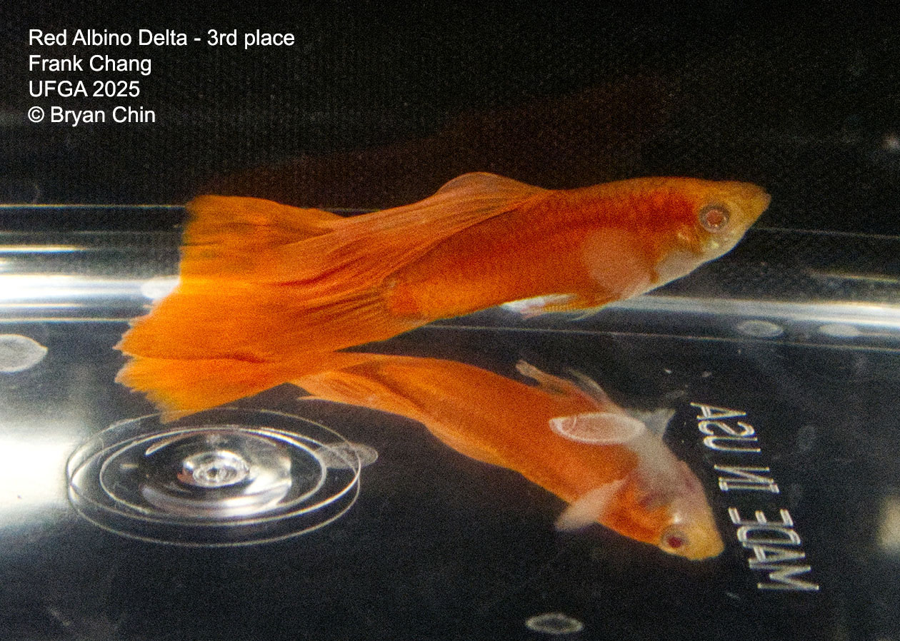 Guppy Red Albino